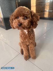 Pudel miniatura reproduktor - Obrazek 1