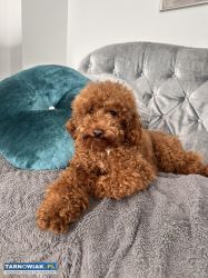 Pudel miniatura reproduktor - Obrazek 2