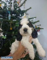 Pies coker spaniel - Obrazek 2