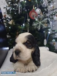 Pies coker spaniel - Obrazek 1