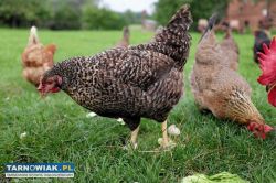 Ferma drobiu machowa 180 - Obrazek 1