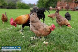 Certyfikowana Ferma Machowa 180 - Obrazek 1