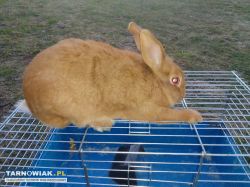 Samiec burgund - Obrazek 1