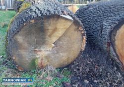 Sprzedam drzewo - Obrazek 2