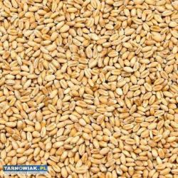 Sprzedam pszenicę - Obrazek 1