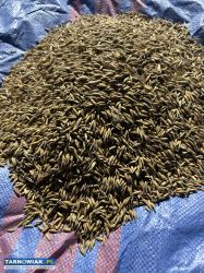 Owies ,ziarno zboże - Obrazek 1