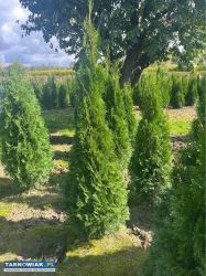 Tuja szmaragd 170-180 cm - Obrazek 1