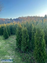 Tuja szmaragd 150-160 cm - Obrazek 1