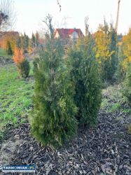 Tuja szmaragd 150-160 cm - Obrazek 3