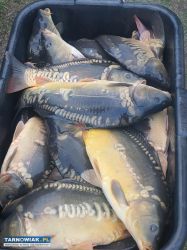 Zarybianie na stawach w Bobrownikach Wielkich !! - Obrazek 1