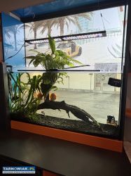 Akwarium 350L ,filtr,lampa,ryby - Obrazek 1