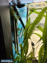 Akwarium 350L ,filtr,lampa,ryby - Obrazek 2