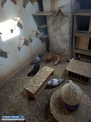 gołębie - Obrazek 1