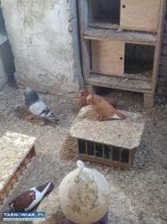 gołębie - Obrazek 2