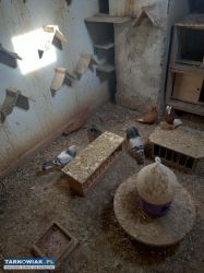 gołębie - Obrazek 3