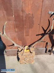 Poroże jelenia - Obrazek 1