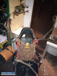 Poroże jelenia - Obrazek 3