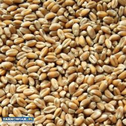 Sprzedam pszenżyto - Obrazek 1