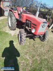 Sprzedam ruska - Obrazek 1