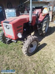 Sprzedam ruska - Obrazek 2