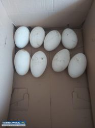 Jaja gęsi tuluskiej - Obrazek 1