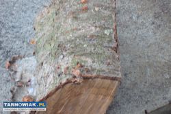 drzewo wiśnia jabłoń grill wedzarnia - Obrazek 1