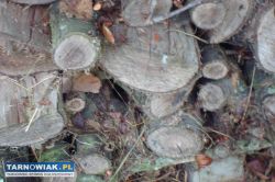 drzewo wiśnia jabłoń grill wedzarnia - Obrazek 2