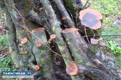 drzewo wiśnia jabłoń grill wedzarnia - Obrazek 4