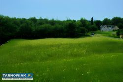 18 arów z wz - Obrazek 4