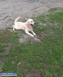 Golden retriever - Obrazek 1