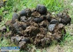 Nawóz ekologiczny obornik koński worki 60 L czysty - Obrazek 1