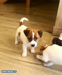 Jack Russell Terrier szczenięta krótkowłose - Obrazek 1