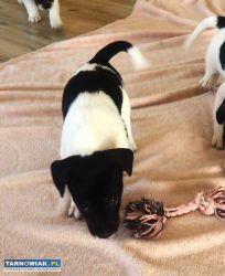 Jack Russell Terrier szczenięta krótkowłose - Obrazek 2