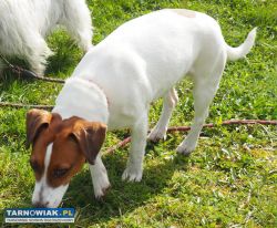 Jack Russell Terrier szczenięta krótkowłose - Obrazek 4