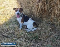 Jack Russell Terrier szczenięta krótkowłose - Obrazek 3