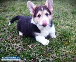 Welsh Corgi Pembroke piesek tricolor długi ogonek - Obrazek 1