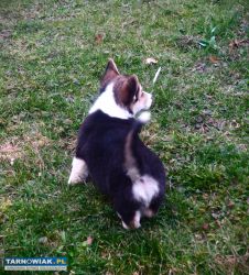 Welsh Corgi Pembroke piesek tricolor długi ogonek - Obrazek 2