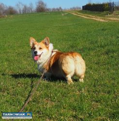 Welsh Corgi Pembroke piesek tricolor długi ogonek - Obrazek 3