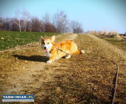 Welsh Corgi Pembroke piesek tricolor długi ogonek - Obrazek 4