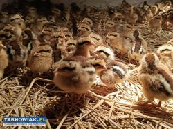 Kurczęta, same kurki, green shell, marans, zielono - Obrazek 1