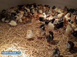 Kurczęta, same kurki, green shell, marans, zielono - Obrazek 2