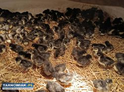 Kurczęta, same kurki, green shell, marans, zielono - Obrazek 3