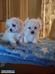 Sprzedam - Obrazek 1