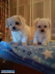 Sprzedam - Obrazek 3