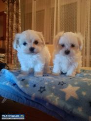 Sprzedam - Obrazek 2