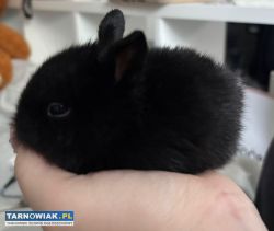 Sprzedam króliki miniaturki - Obrazek 1