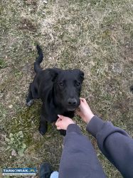 Oddam psa za darmo - Obrazek 1