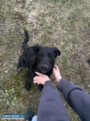 Oddam psa za darmo - Obrazek 2