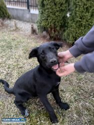 Oddam psa za darmo - Obrazek 3