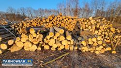 Sprzedam drzewo na opał Łęg Tarnowski - Obrazek 1